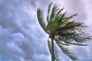 palm tree against storm