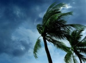 Palm trees and darkened sky