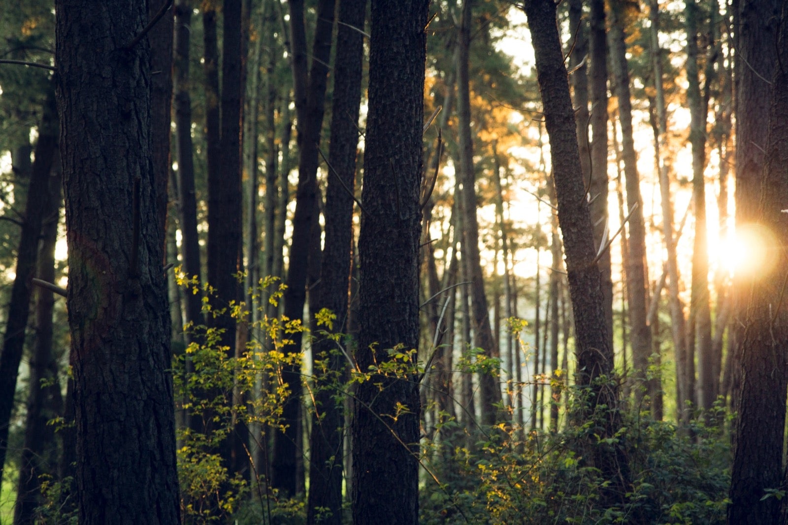 Forest with sunlight coming through the trees